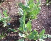 rudbeckia maxima leaves r.jpg
